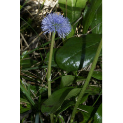 Globularia nudicaulis Kulnik nagołodygowy