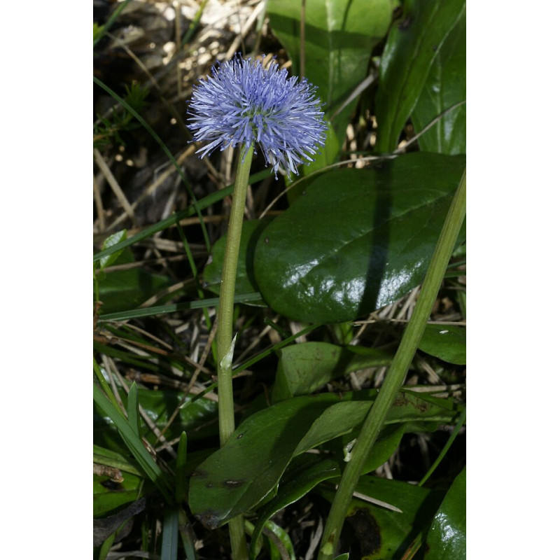 Globularia nudicaulis Kulnik nagołodygowy
