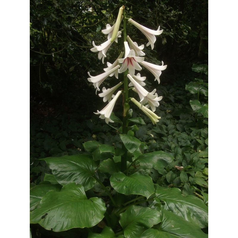 Cardiocrinum gaganteum Kardiokrynym olbrzymie (lilia himalajska)