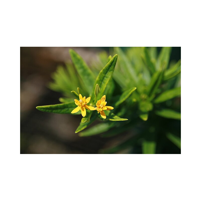 Asclepias tuberosa - Hellow Yellow Trojeść bulwiasta