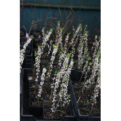 Daphne mezereum - Alba Wawrzynek