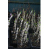 Daphne mezereum - Alba Wawrzynek