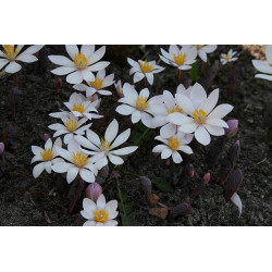 Sanguinaria canadensis - Rosea Krwiowiec kanadyjski