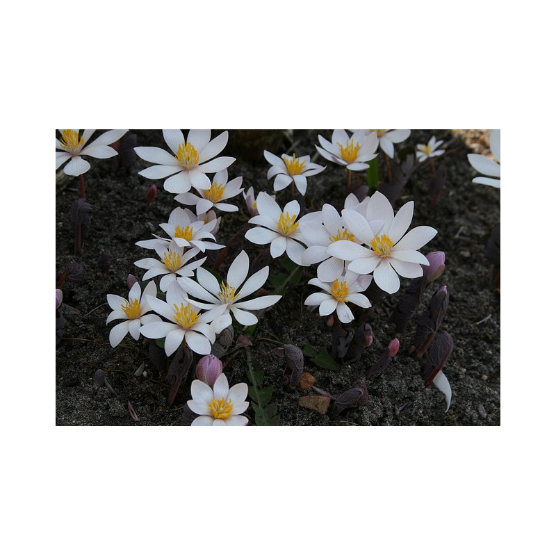 Sanguinaria canadensis - Rosea Krwiowiec kanadyjski
