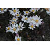 Sanguinaria canadensis - Rosea Krwiowiec kanadyjski