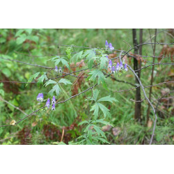 Aconitum volubile Tojad