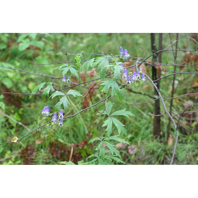 Aconitum volubile Tojad