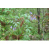 Aconitum volubile Tojad