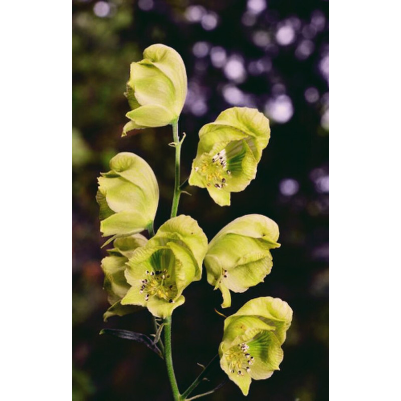 Aconitum coreanum Tojad