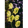Aconitum coreanum Tojad