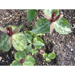 Trillium cuneatum Trójlist klinowaty