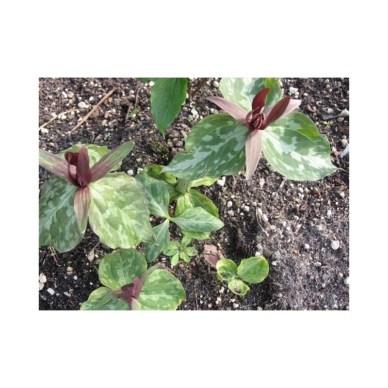 Trillium cuneatum Trójlist klinowaty
