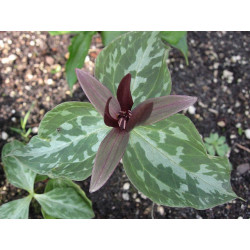 Trillium cuneatum Trójlist klinowaty