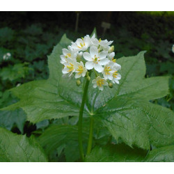 Diphylleia cymosa Parasolnik wierzchotkowaty