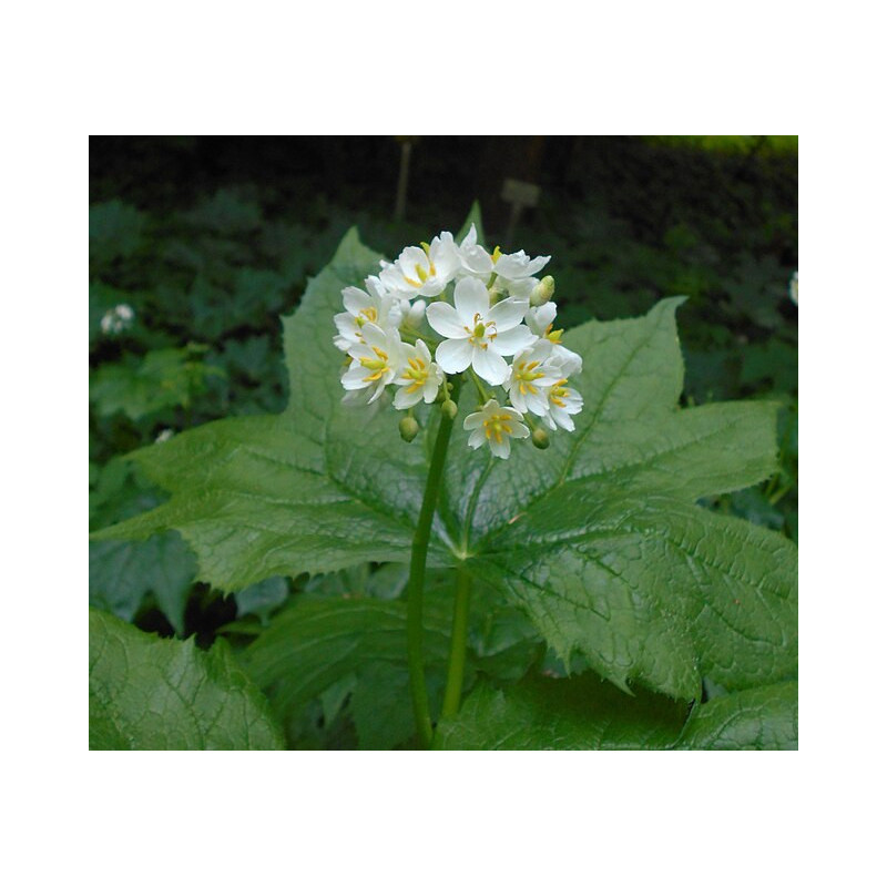 Diphylleia cymosa Parasolnik wierzchotkowaty