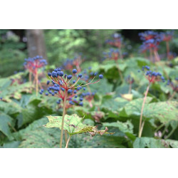 Diphylleia cymosa Parasolnik wierzchotkowaty