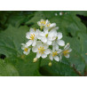 Diphylleia cymosa Parasolnik wierzchotkowaty