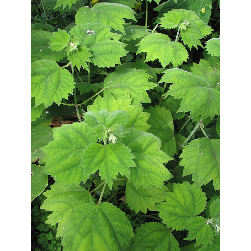 Boehmeria platanifolia  Szczmiel platanolostna