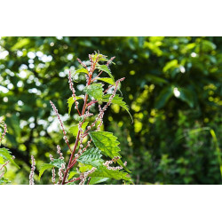 Boehmeria platanifolia  Szczmiel platanolostna