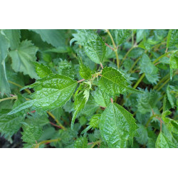 Boehmeria spicata Szczmiel kłosowa