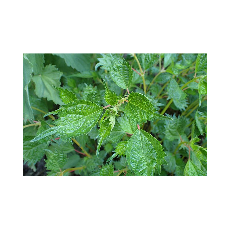 Boehmeria spicata Szczmiel kłosowa