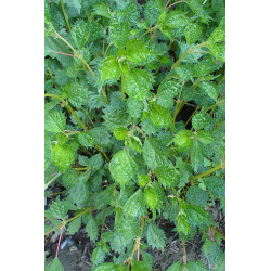 Boehmeria spicata Szczmiel kłosowa