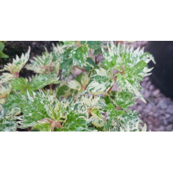 Boehmeria spicata - Chantilly Szczmiel kłosowa