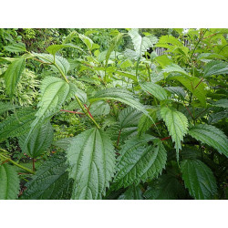 Boehmeria sieboldiana Szczmiel Siebolda