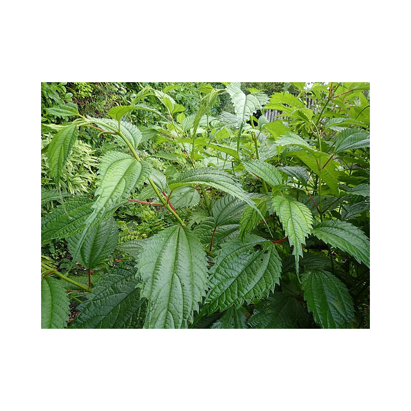 Boehmeria sieboldiana Szczmiel Siebolda