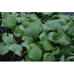 Maianthemum bifolium var. kamtschaticum Konwalijka dwulistna forma kamczacka