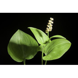 Maianthemum bifolium var. kamtschaticum Konwalijka dwulistna forma kamczacka