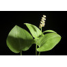 Maianthemum bifolium var. kamtschaticum Konwalijka dwulistna forma kamczacka