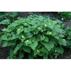 Saruma henryi Saruma Henry'ego