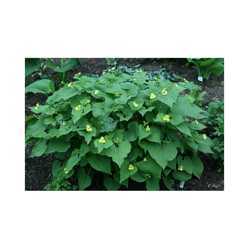 Saruma henryi Saruma Henry'ego