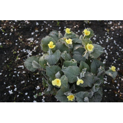 Saruma henryi Saruma Henry'ego