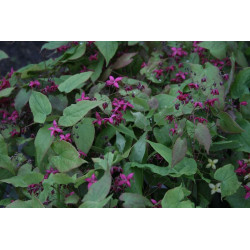 Epimedium - Royal Purple Epimedium