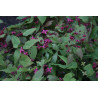 Epimedium - Royal Purple Epimedium