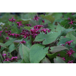 Epimedium - Royal Purple Epimedium