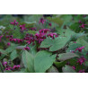 Epimedium - Royal Purple Epimedium