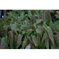 Epimedium - Ninja Stars Epimedium