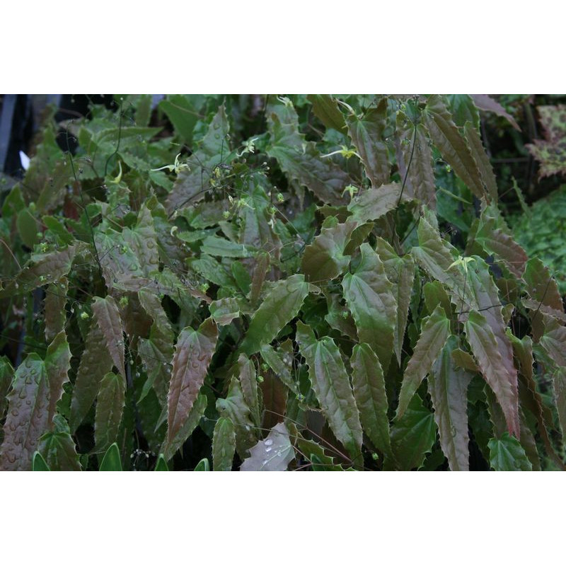 Epimedium - Ninja Stars Epimedium