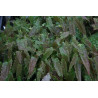 Epimedium - Ninja Stars Epimedium