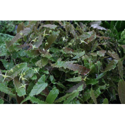 Epimedium - Ninja Stars Epimedium