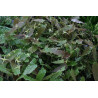 Epimedium - Ninja Stars Epimedium