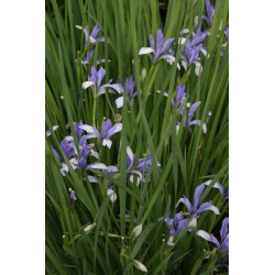 Iris sibirica-  Kosaciec syberyjski