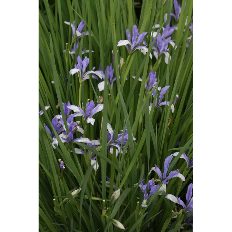 Iris sibirica-  Kosaciec syberyjski