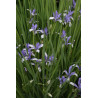 Iris sibirica-  Kosaciec syberyjski
