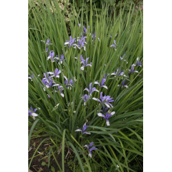 Iris sibirica-  Kosaciec syberyjski