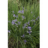 Iris sibirica-  Kosaciec syberyjski
