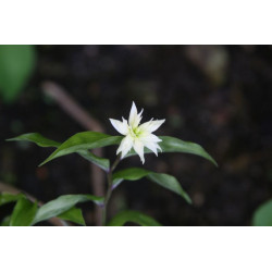 Disporum smilacinum - Flore Plena Parnik